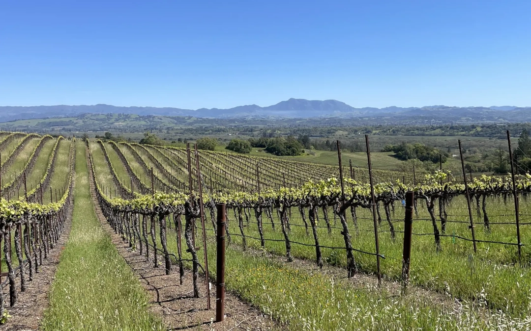 vineyard-backdrop-2